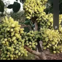 خدمات پیوند فروش ترکه اکبری احمد آقایی فندوقی