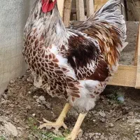 خروس ویاندوت