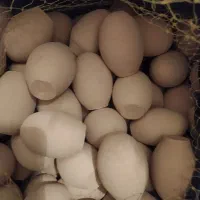 تخم مرغ سفالی