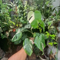 فروش برگ انجیری ابلق