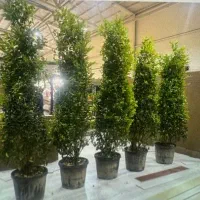 اجاره و فروش درختچه یاس هلندی ارتفاع ۲/۵