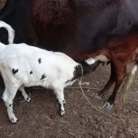 فروش گاو جرسی، و بز و کهره