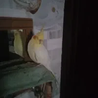 گمشده