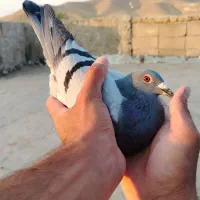 کبوتر پلاکی