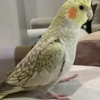 عروس هلندی ماده