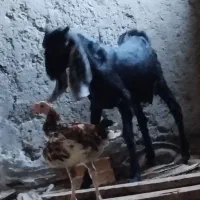 دو عدد کره مری اصل پاکستانی