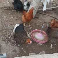 فروش فوری فقط امروز مرغ   تخمگذار