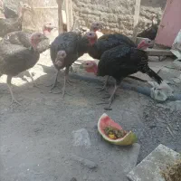 بوقلمون