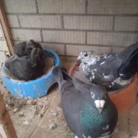 جفت سینه سفید باجوجه