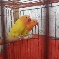 یک جفت جوجه برزیلی از بهترین نژاد