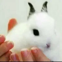 خرگوش لوپ بلوگوش پایین واکسینه انگلتراپی شناسنامه