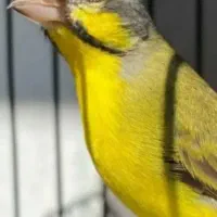 نر یاسمین مست