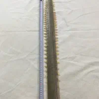 فصیل دندان اره ماهی