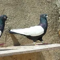 کفتر سینه
