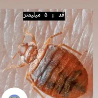 سمپاشی ساس کنه سم پاشی مطمئن