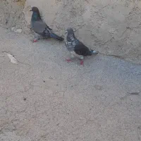 کبوتر