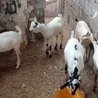 کهر نر چاق