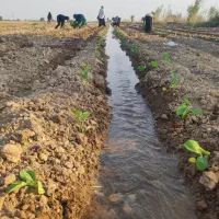 کاشت انواع نشا بادسته کارگر ماهر و کاربلد