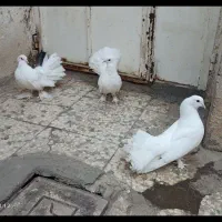 کفترای چتری|پرنده|قم, حاج زینل|دیوار