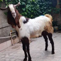 تکه پاکستانی مخصوص گوشت و داشتی