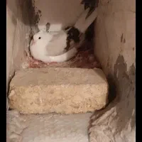 ۴ جفت گرده ای ۱ تومن