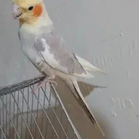 پرنده عروس هلندی گم شده