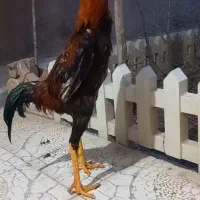 خروس لاری اصیل