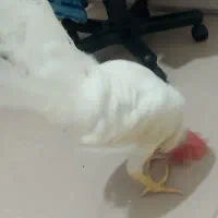 معاوضه خروس با عروس هلندی سفید و باکسش