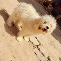 سگ پشمالو