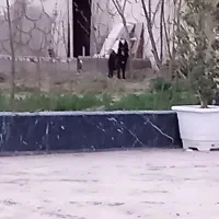 سگ ژرمن