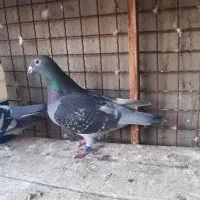 ماده عربستان