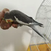 عروس هلندی نر دستی