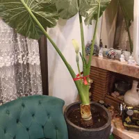 استخدام نظافتچی خانم جوان