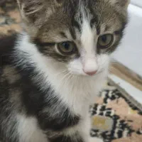 واگذاری بچه گربه