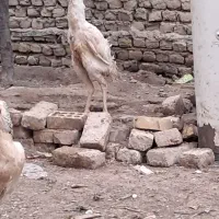 تخم مرغ لاری درجه یک