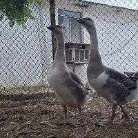 غاز
