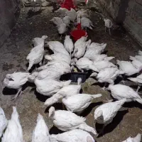 جوجه بوقلمون بیوتی