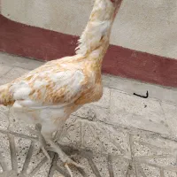 مرغ لاری
