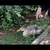 اردک|حیوانات مزرعه|تهران, هفت چنار|دیوار