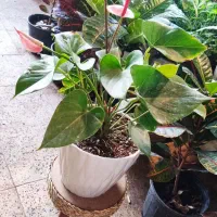 گل و گیاه|گل و گیاه طبیعی|سلماس, |دیوار