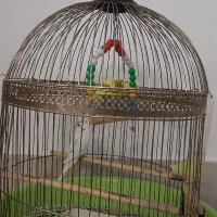 مرغ عشق با قفس