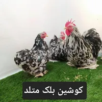مرغ و خروس کوشین لاری برهما گلین مرندیی|حیوانات مزرعه|اصفهان, گورتان|دیوار