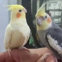 یک جفت عروس هلندی نر و ماده مولد