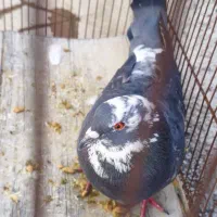 کفتر|پرنده|بومهن, |دیوار