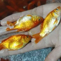 ماهی قرمز،طعمه ماهیگیری