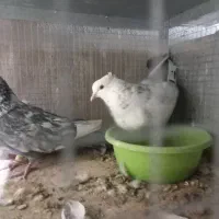 دم سبز ماده