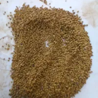 ۲۰۰کیلو تخمیونجه رنجر درجه یک