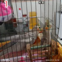 دو عدد عروس هلندی سرحال و بازیگوش