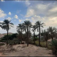 گندم چمران دیمی