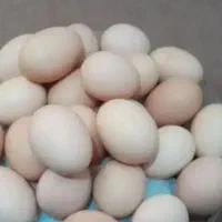 تخمرغ خوراکی